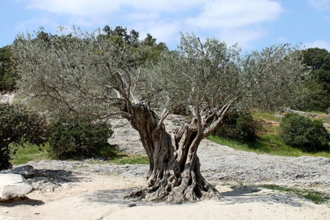 Olive tree