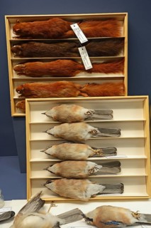 Taxidermy of squirrels