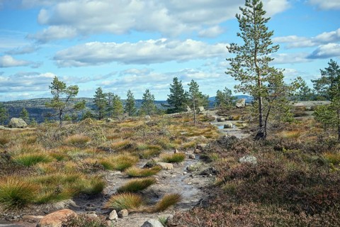 Landscape near Heiland
