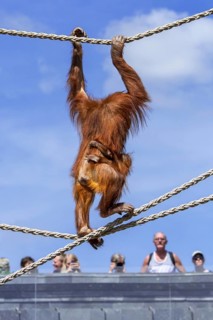 Sumatran orangutan