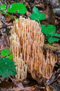 Strict-branch coral