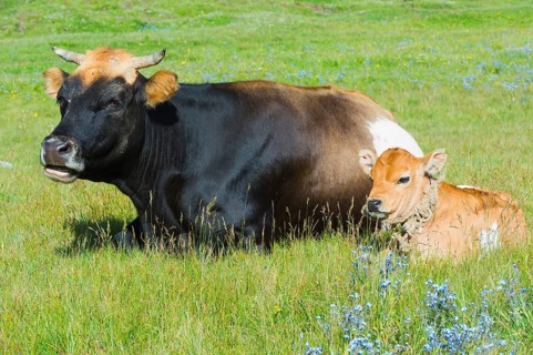 Cow and calf resting in the grass