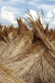 Reed Camp