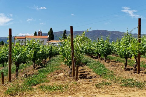 Grapevines