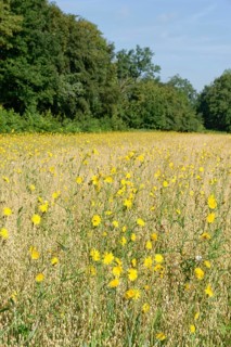Rough hawksbeard