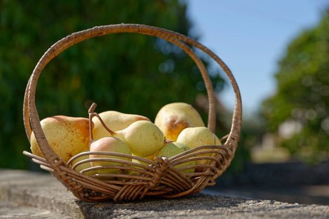 European Pear