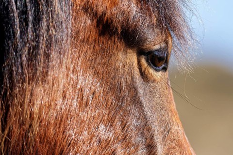 House horse
