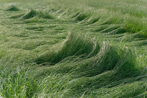 Field with perennial ryegrass