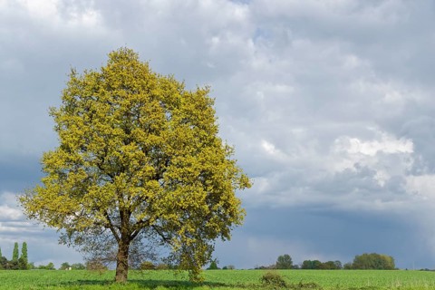 Lonely common oak