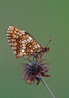 Quail Wheat Fritillary
