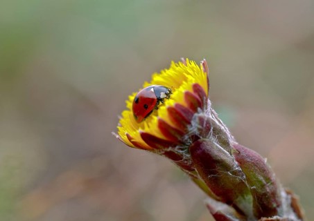 Ladybird on coltsfoot