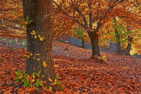 Autumn