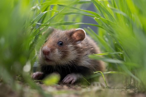 European Hamster