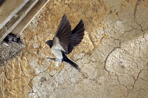Barn swallow