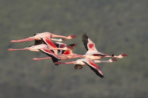 Lesser Flamingo