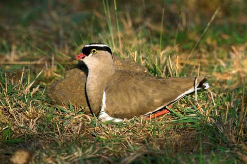 Black Headed Plover