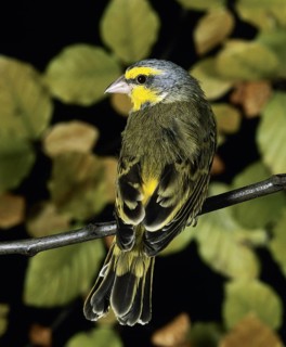Yellow Fronted Canary