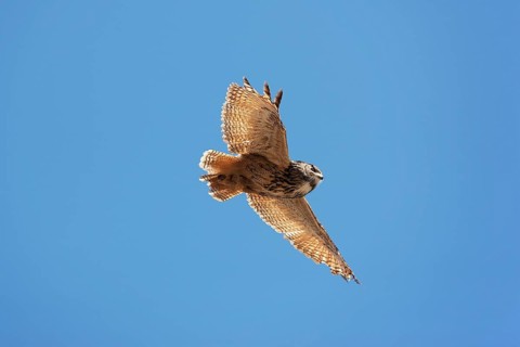 Cape Eagle Owl