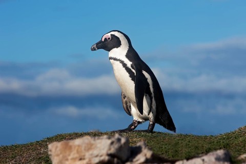 African penguin