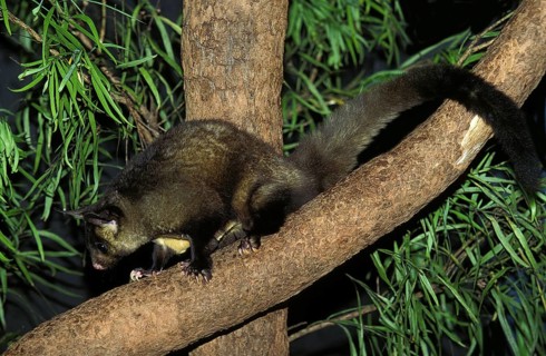 Yellow bellied glider
