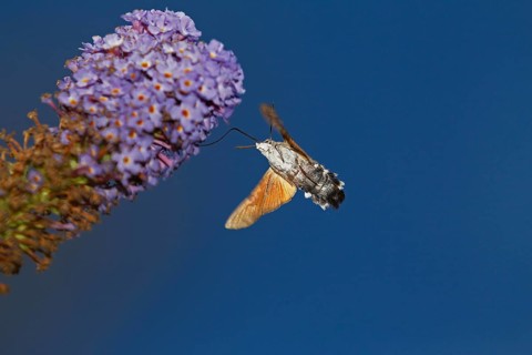 Hummingbird Hawk Moth