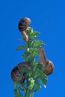 BROWN GARDEN SNAKE helix aspersa