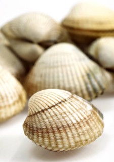 Common Cockle