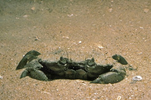 EUROPEAN European green crab