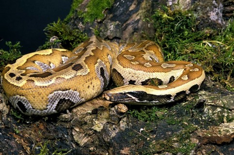 Blood python