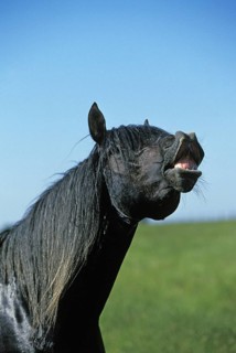 Lusitano stallion