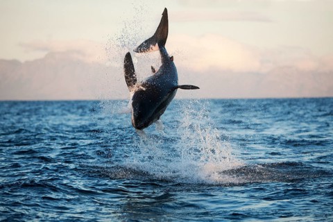 Great white shark