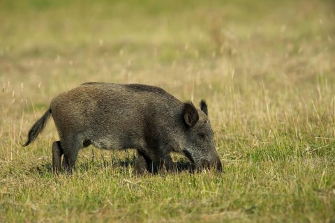 Wild Boar
