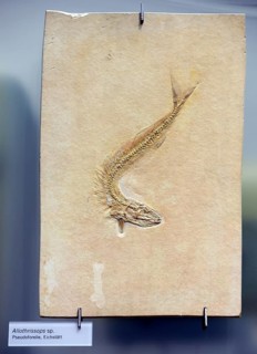 Fossilisation of a pseudo trout