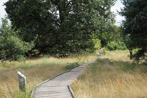 Schwanheimer Duene nature reserve