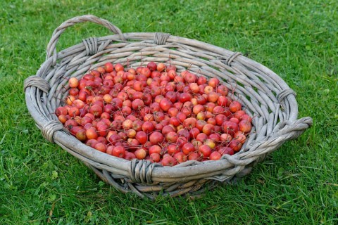 Fruits of the European crab apple