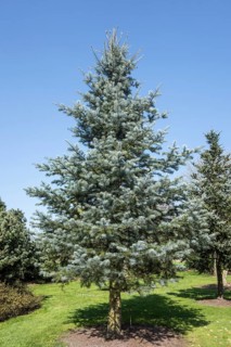 Blue Cloak Colorado white fir