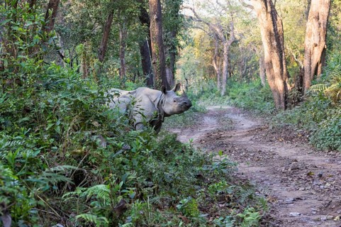 Indian rhinoceros
