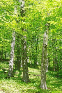 Copper beech