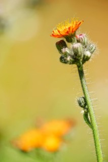 Fox and cubs