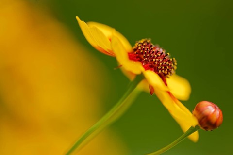 Large-flowered tickseed