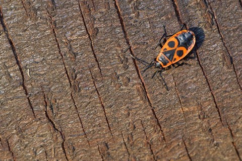 Fire bug