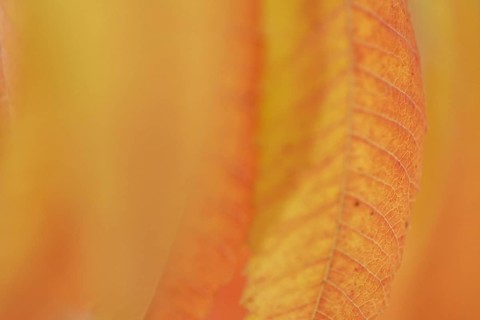 Staghorn sumac