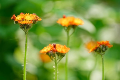 Fox and cubs