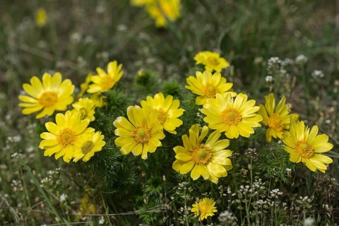 Spring pheasant's eye