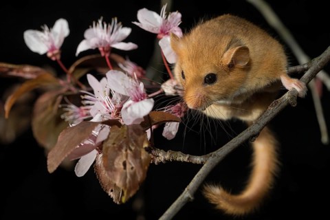 Hazel Dormouse