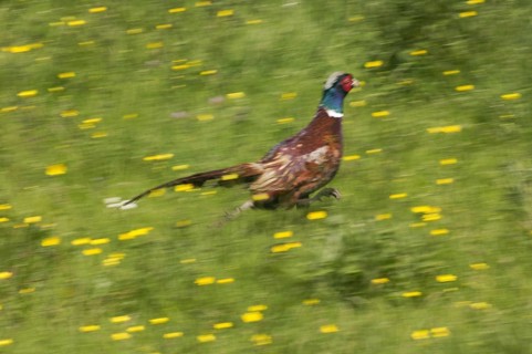 Common Pheasant