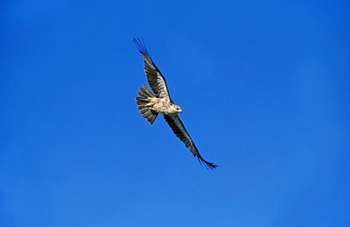 Tawny Eagle