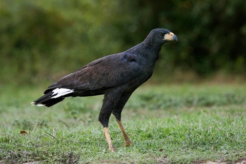 Greater Black Hawk