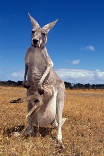 Red Kangaroo