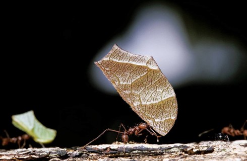 Leaf-Cutter Ant